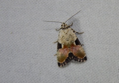 Hiccoda roseitincta
