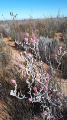 Syncarpha canescens canescens