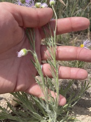 Erigeron pumilus intermedius