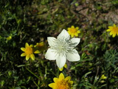 Platystemon californicus