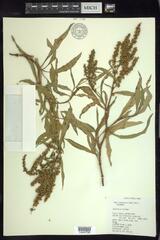 Rumex triangulivalvis