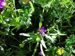 Calandrinia menziesii