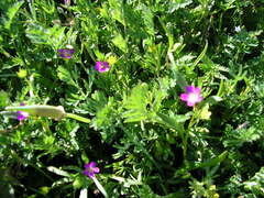 Calandrinia menziesii
