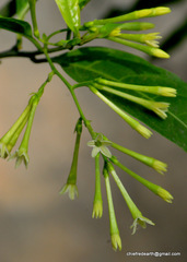 Cestrum nocturnum