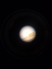 Pterygota