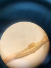 Pterygota