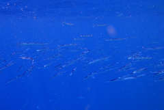 Tylosurus crocodilus