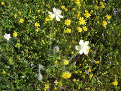 Platystemon californicus