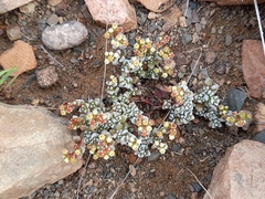 Crassula corallina