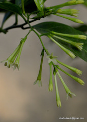Cestrum nocturnum