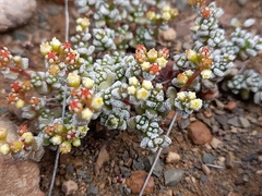 Crassula corallina