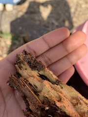 Hydnophlebia