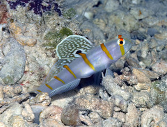 Amblyeleotris randalli