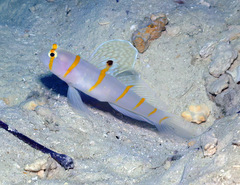 Amblyeleotris randalli