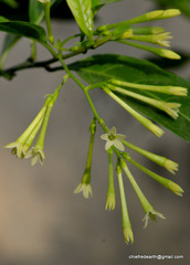 Cestrum nocturnum