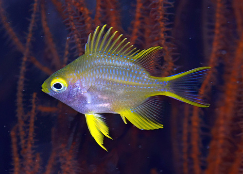 Damselfish (Amblyglyphidodon aureus) — Pomacentridae — 3