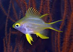 Amblyglyphidodon aureus