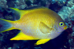 Amblyglyphidodon aureus