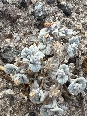 Psathyrotes ramosissima