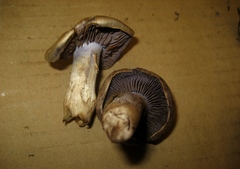 Cortinarius dryosalor