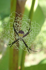 Argiope submaronica