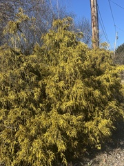 Chamaecyparis pisifera
