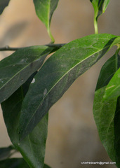 Cestrum nocturnum