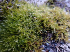 Herzogiella adscendens