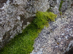 Herzogiella adscendens