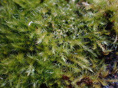 Herzogiella adscendens