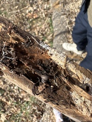 Armadillidium nasatum