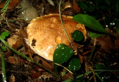 Cortinarius caligatus
