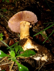 Cortinarius caligatus
