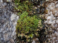 Marsupella emarginata