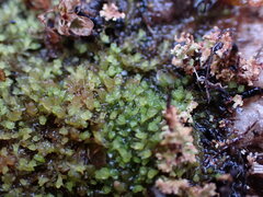 Marsupella emarginata