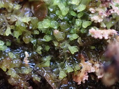 Marsupella emarginata