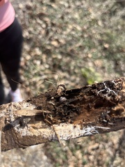 Armadillidium nasatum