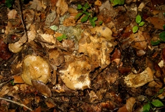 Infracti