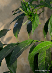 Cestrum nocturnum