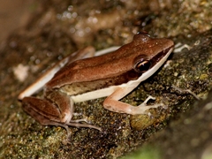 Indosylvirana nicobariensis