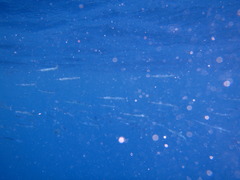 Tylosurus crocodilus