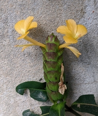 Barleria lupulina