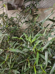 Barleria lupulina