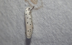 Ethmia coscineutis
