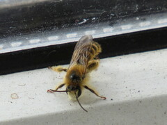 Dasypoda
