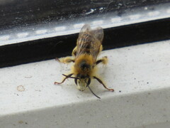 Dasypoda