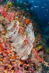 Macrorhynchia phoenicea