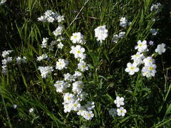 Cryptantha intermedia