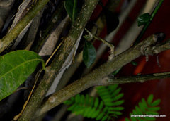 Cestrum nocturnum