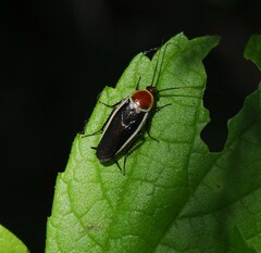 Pseudomops septentrionalis